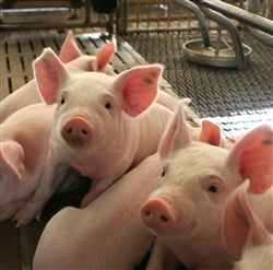 group of piglets